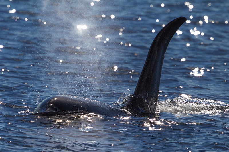 wildlife Lofoten